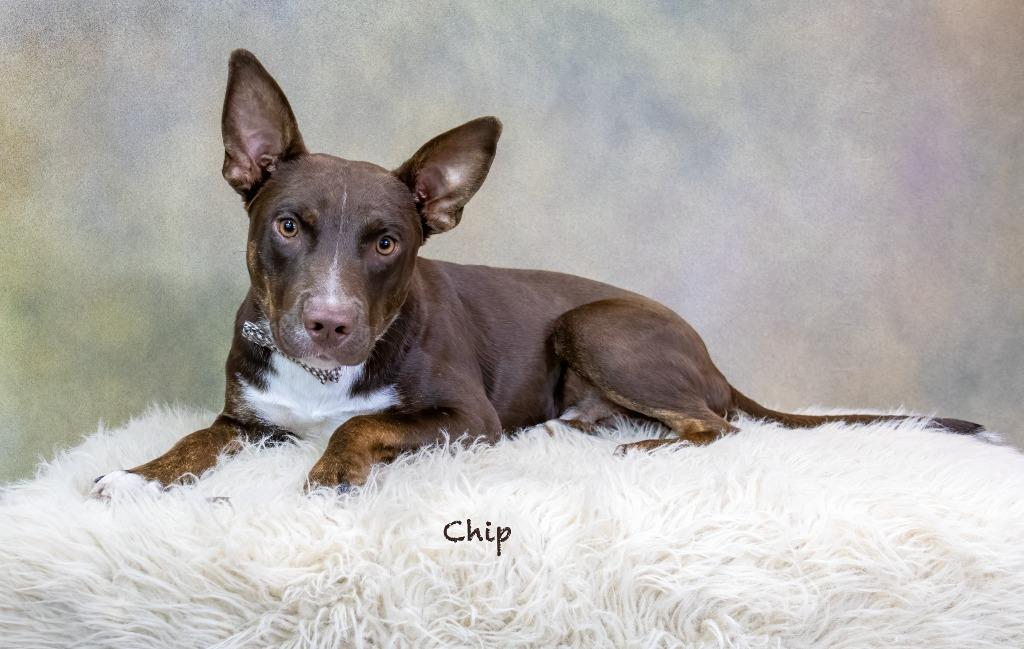 Enlarge Chip, a Adoptable mixed breed in Hot Springs Village, AR image 1/4