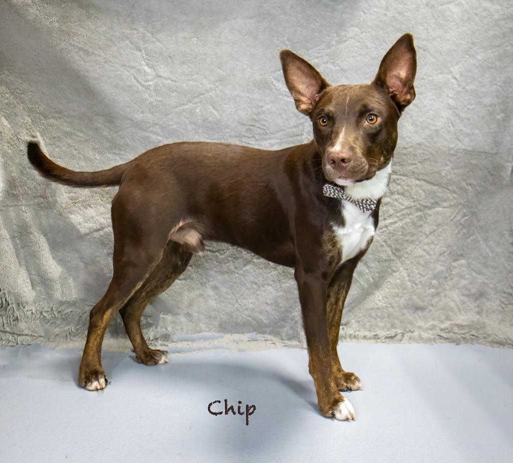 Enlarge Chip, a Adoptable mixed breed in Hot Springs Village, AR image 2/4
