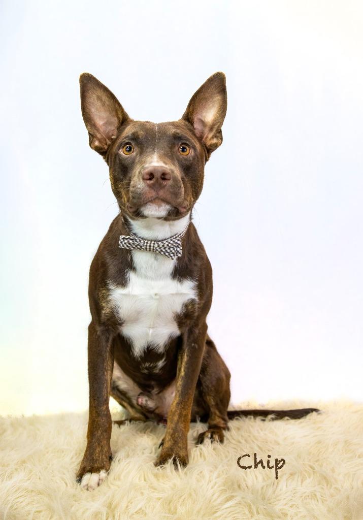 Enlarge Chip, a Adoptable mixed breed in Hot Springs Village, AR image 3/4