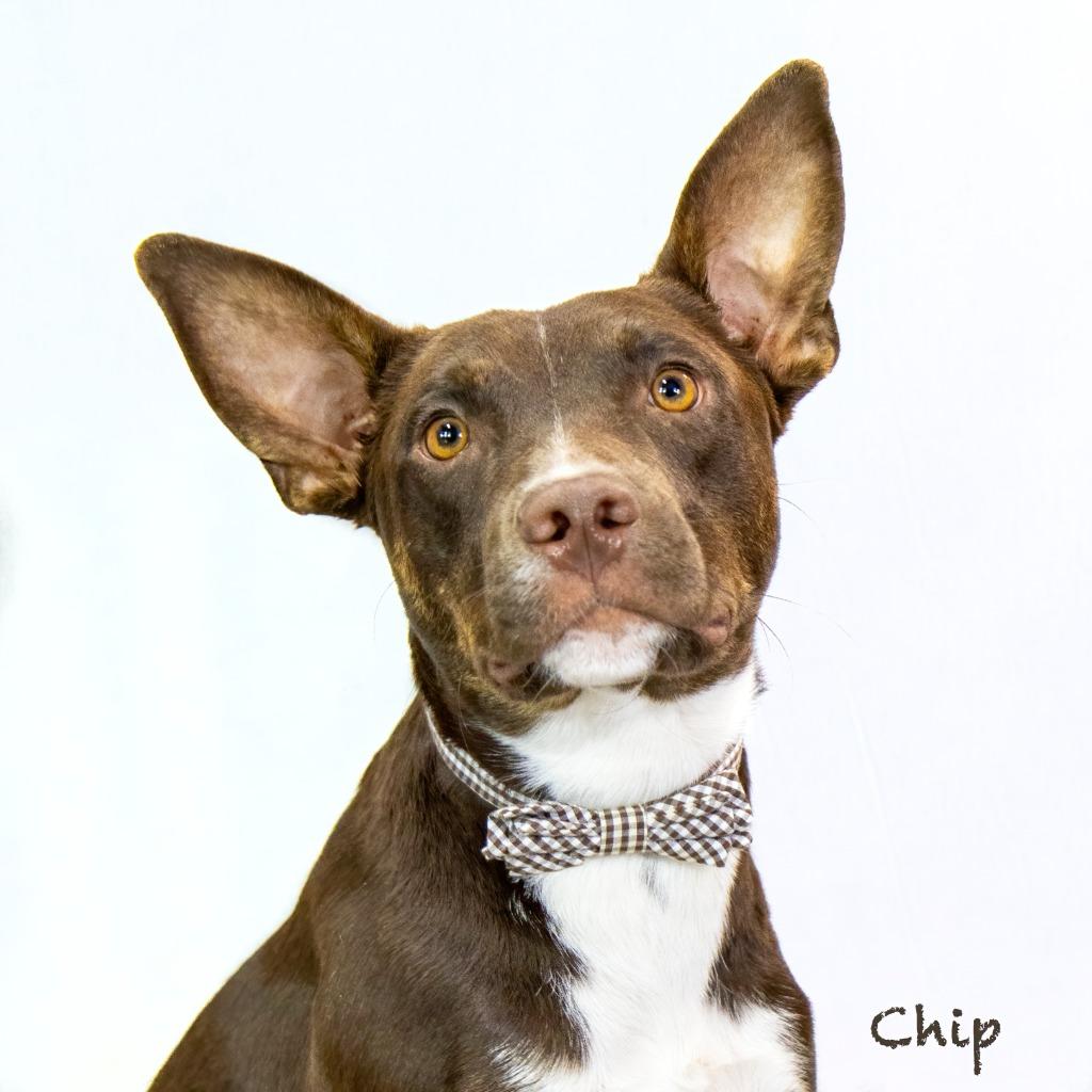 Enlarge Chip, a Adoptable mixed breed in Hot Springs Village, AR image 4/4