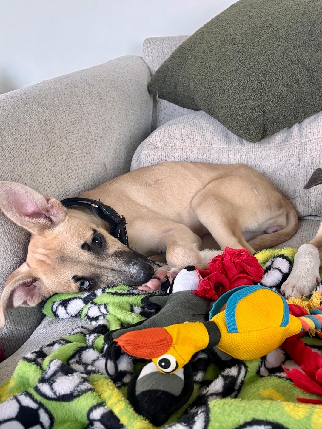 Enlarge Luna, a ADOPTABLE mixed breed in Plattsmouth, NE image 1/1