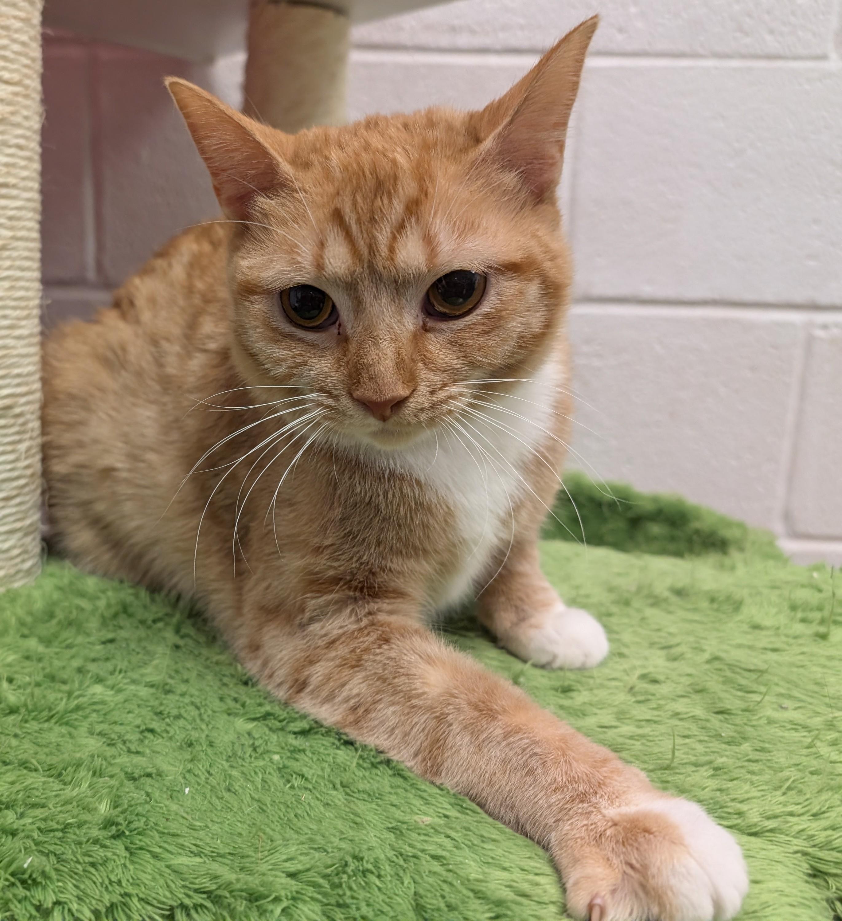 Enlarge Gingerina, a ADOPTABLE mixed breed in Smithfield, NC image 5/6