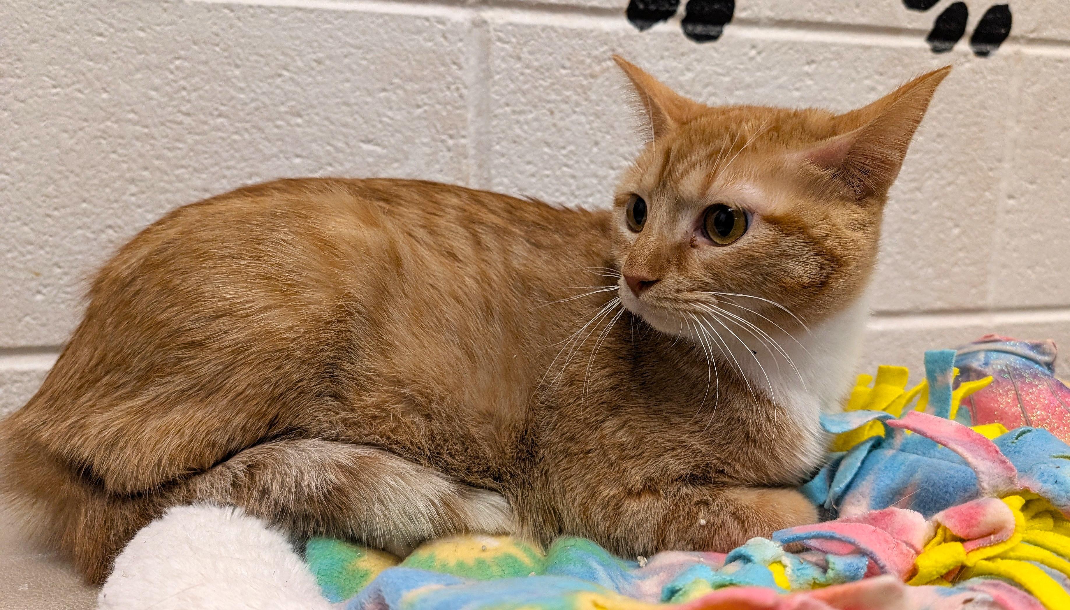 Enlarge Gingerina, a ADOPTABLE mixed breed in Smithfield, NC image 3/6