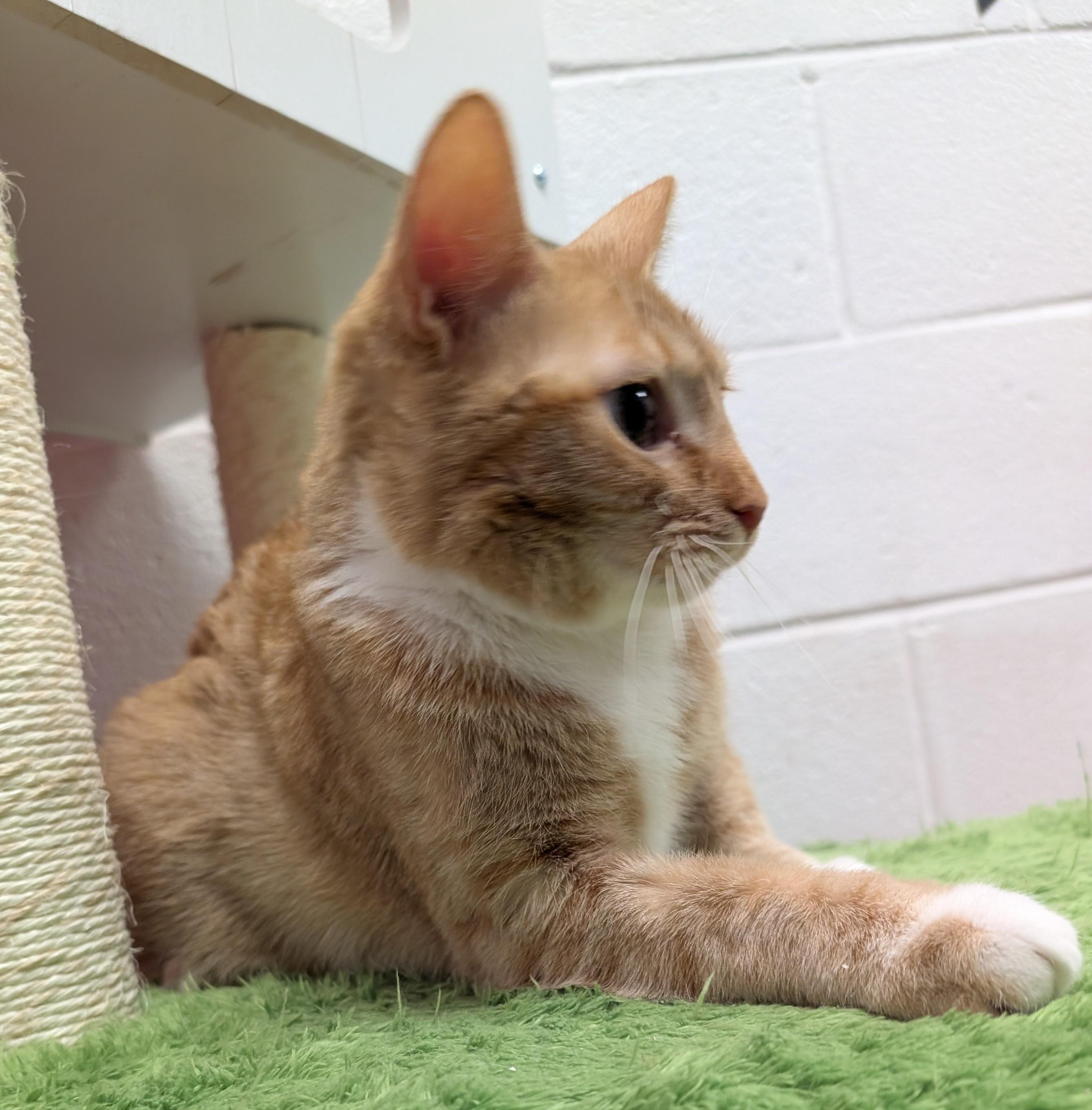 Enlarge Gingerina, a ADOPTABLE mixed breed in Smithfield, NC image 6/6