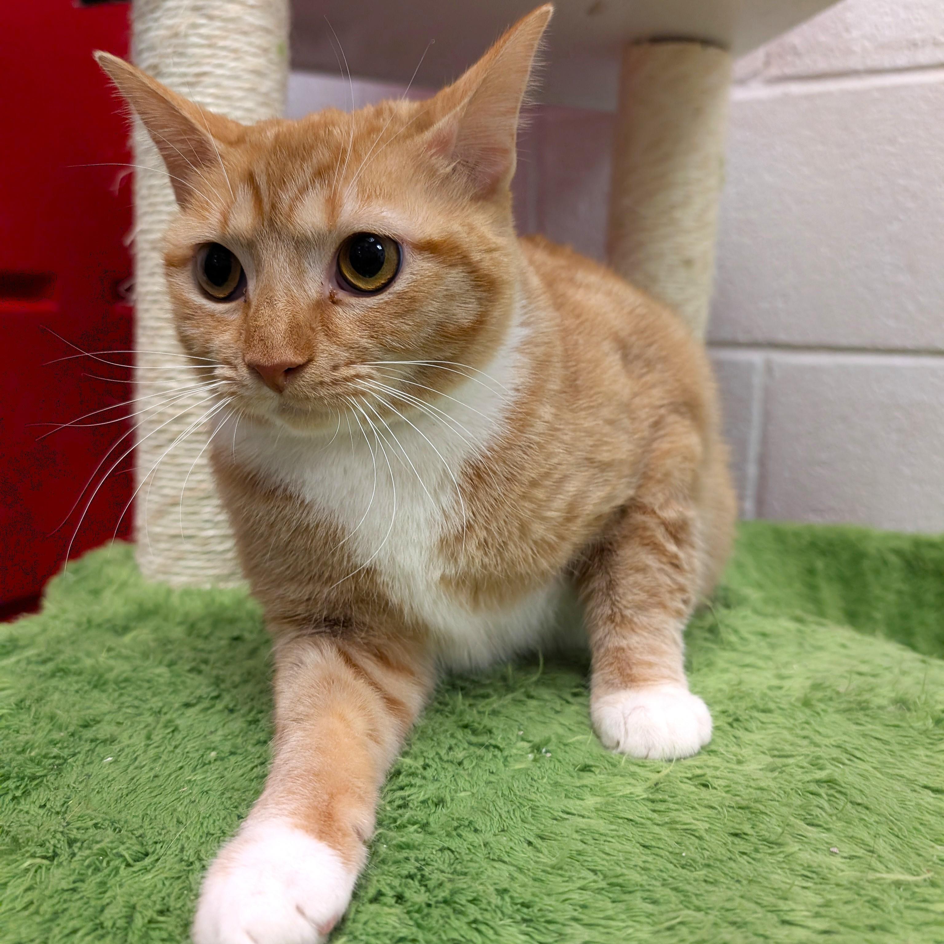 Enlarge Gingerina, a ADOPTABLE mixed breed in Smithfield, NC image 4/6