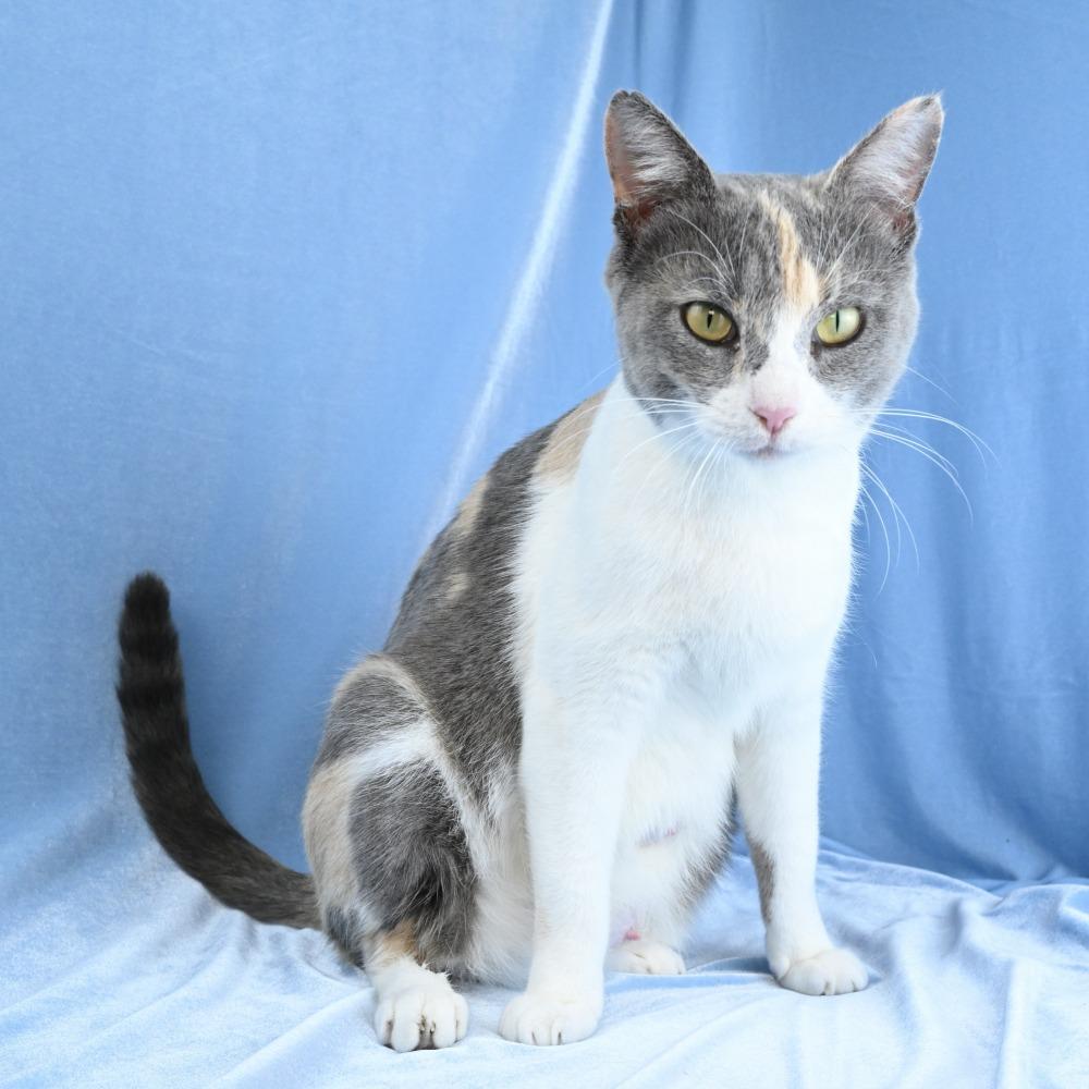 Rosemary, Adoptable, Adult Female Domestic Short Hair.