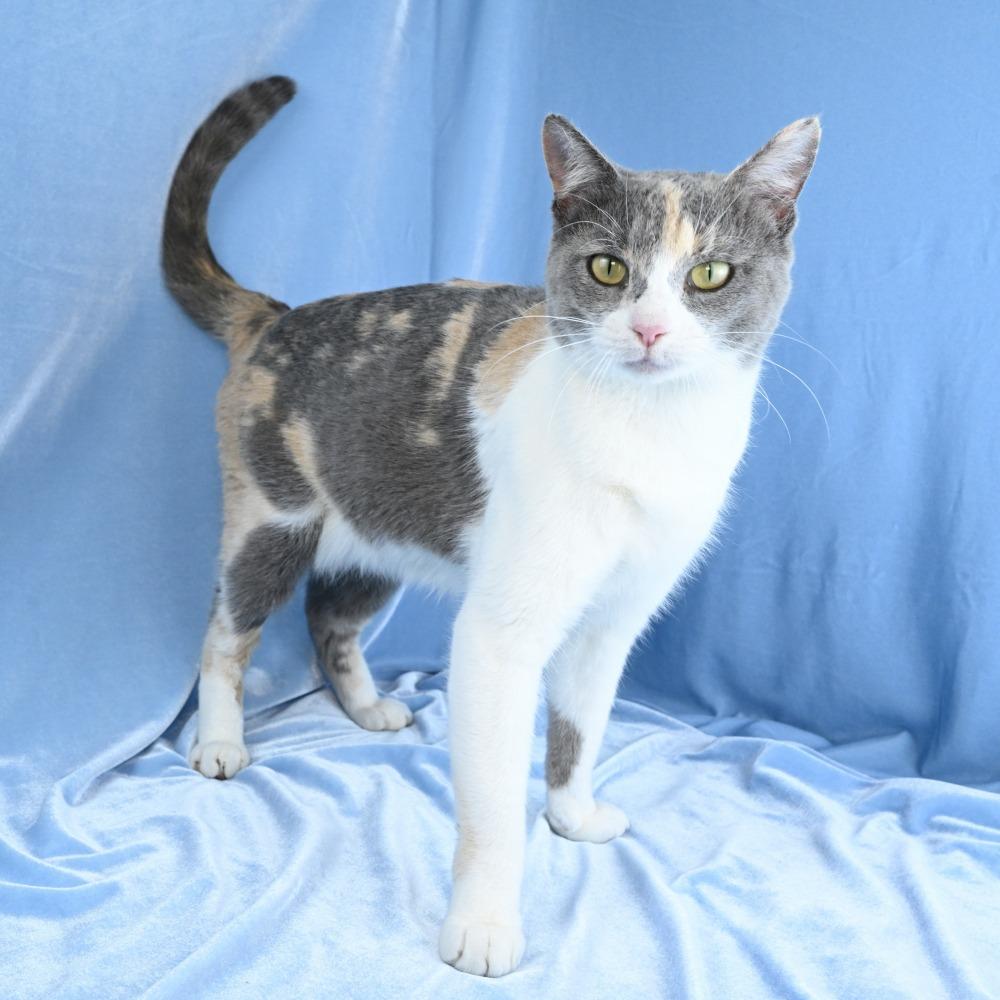 Enlarge Rosemary, a Adoptable Domestic Short Hair in Mobile, AL image 2/6