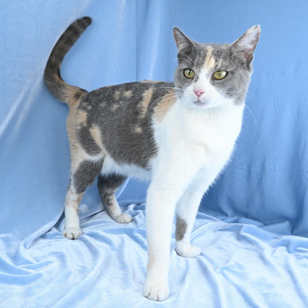 Enlarge Rosemary, a Adoptable Domestic Short Hair in Mobile, AL image 3/6