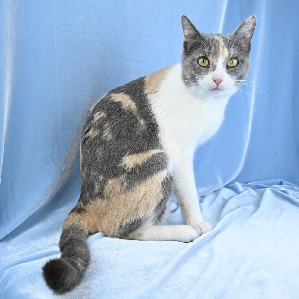 Enlarge Rosemary, a Adoptable Domestic Short Hair in Mobile, AL image 4/6