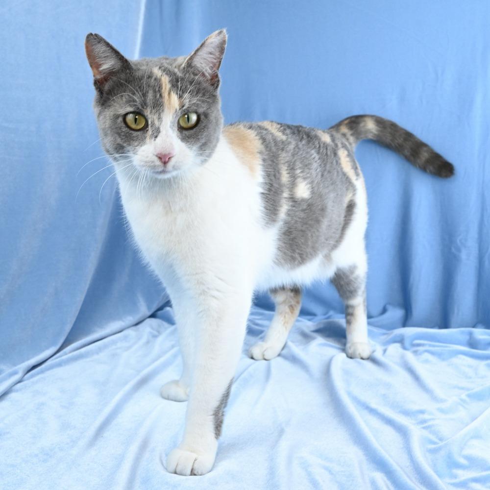Enlarge Rosemary, a Adoptable Domestic Short Hair in Mobile, AL image 5/6