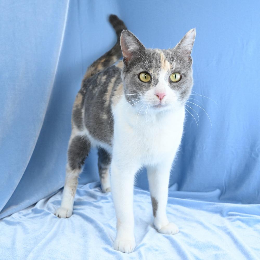 Enlarge Rosemary, a Adoptable Domestic Short Hair in Mobile, AL image 6/6