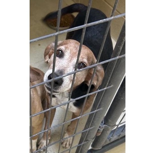 Sammy Lammy, Adoptable, Adult Male Hound & Foxhound.