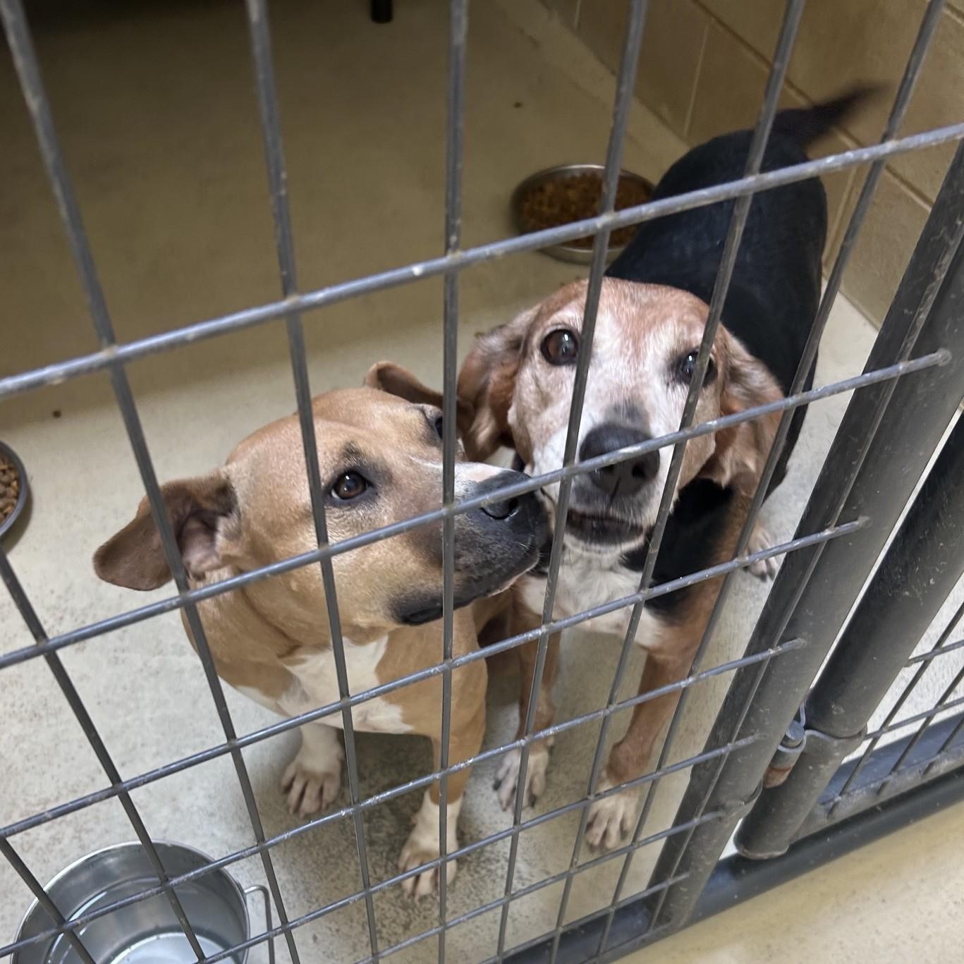 Enlarge Sammy Lammy, a Adoptable mixed breed in Clarksville, VA image 4/5