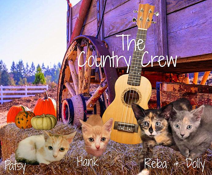 Dolly *kitten*, Adoptable, Kitten Female Domestic Short Hair.