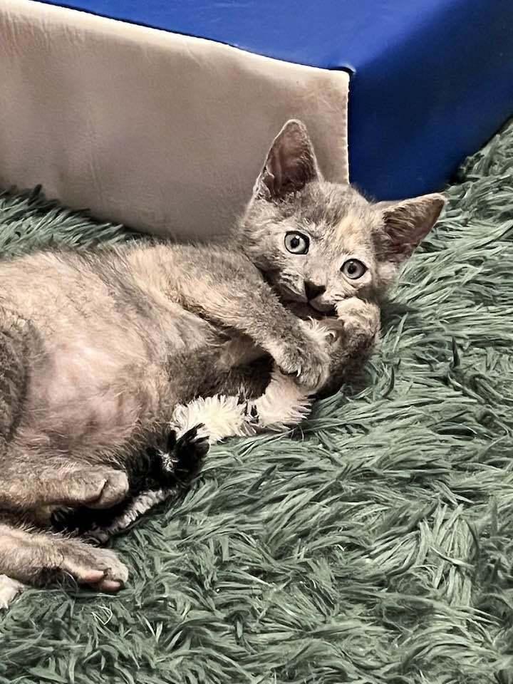 Enlarge Dolly *kitten*, a Adoptable Domestic Short Hair in Culpeper, VA image 2/4