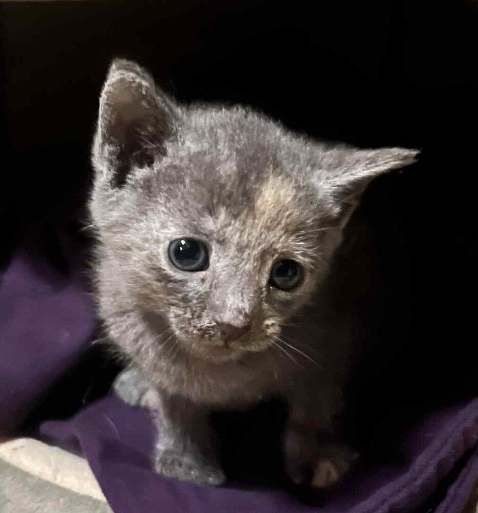 Enlarge Dolly *kitten*, a Adoptable Domestic Short Hair in Culpeper, VA image 4/4