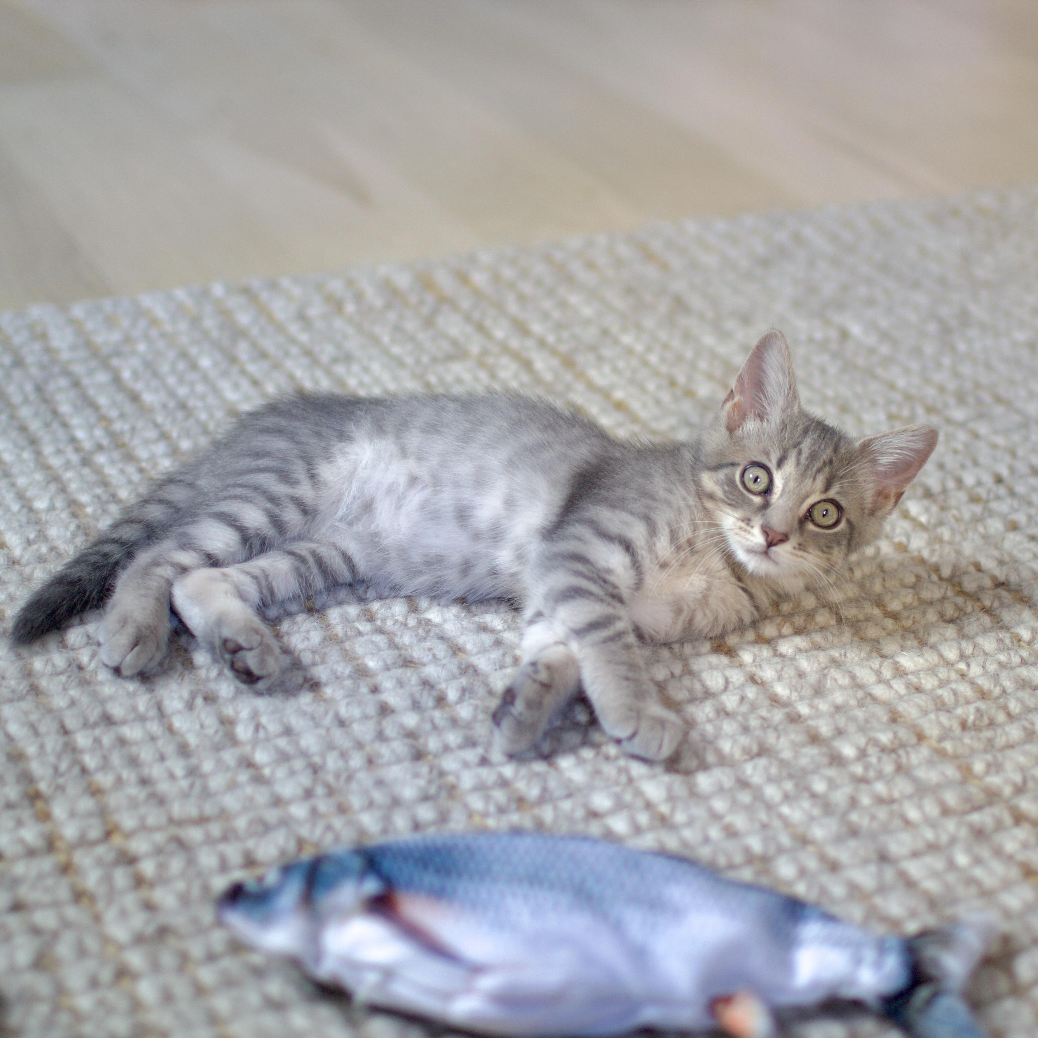 Pan, a Adopted Domestic Short Hair in Brooklyn, NY image 2/6