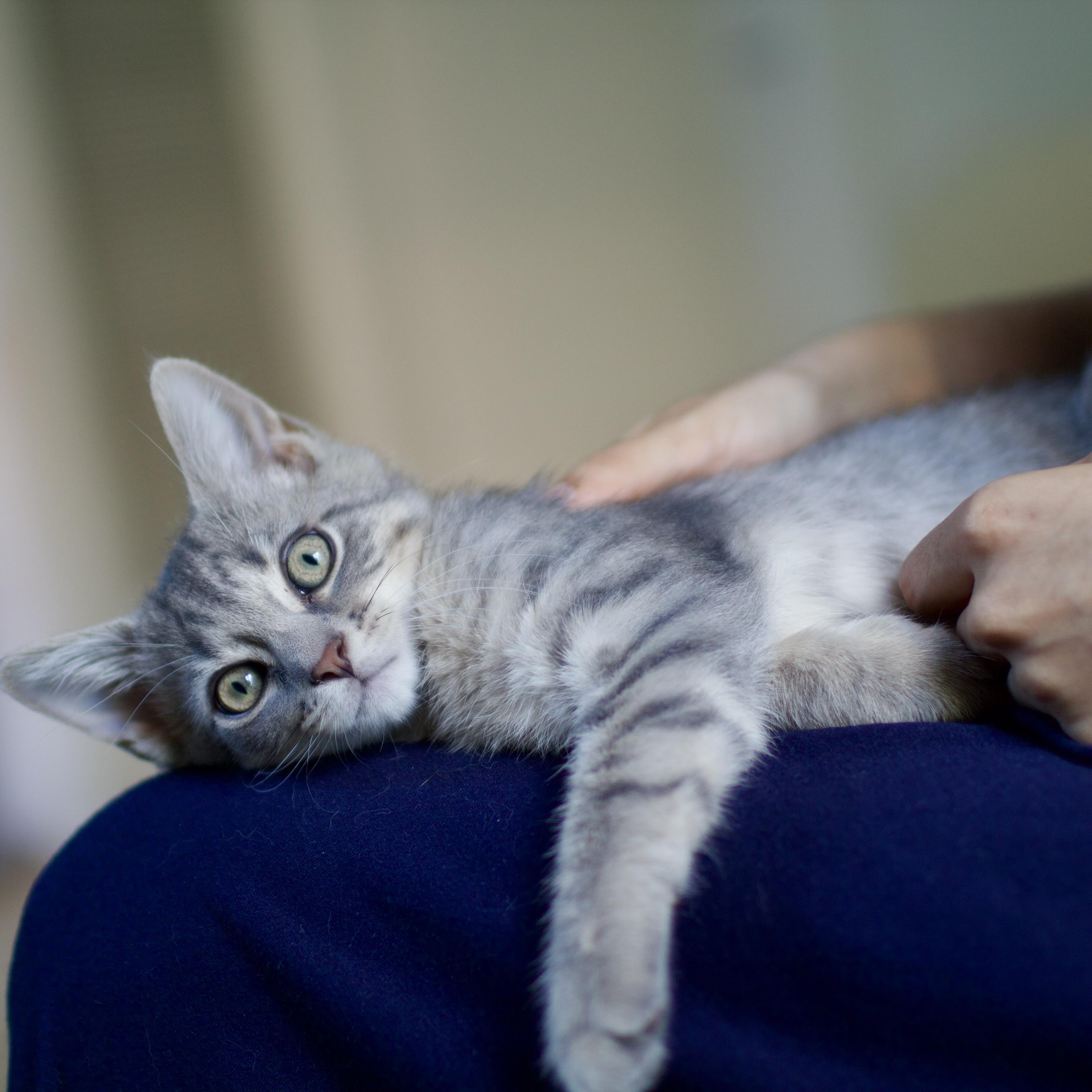 Pan, a Adopted Domestic Short Hair in Brooklyn, NY image 3/6