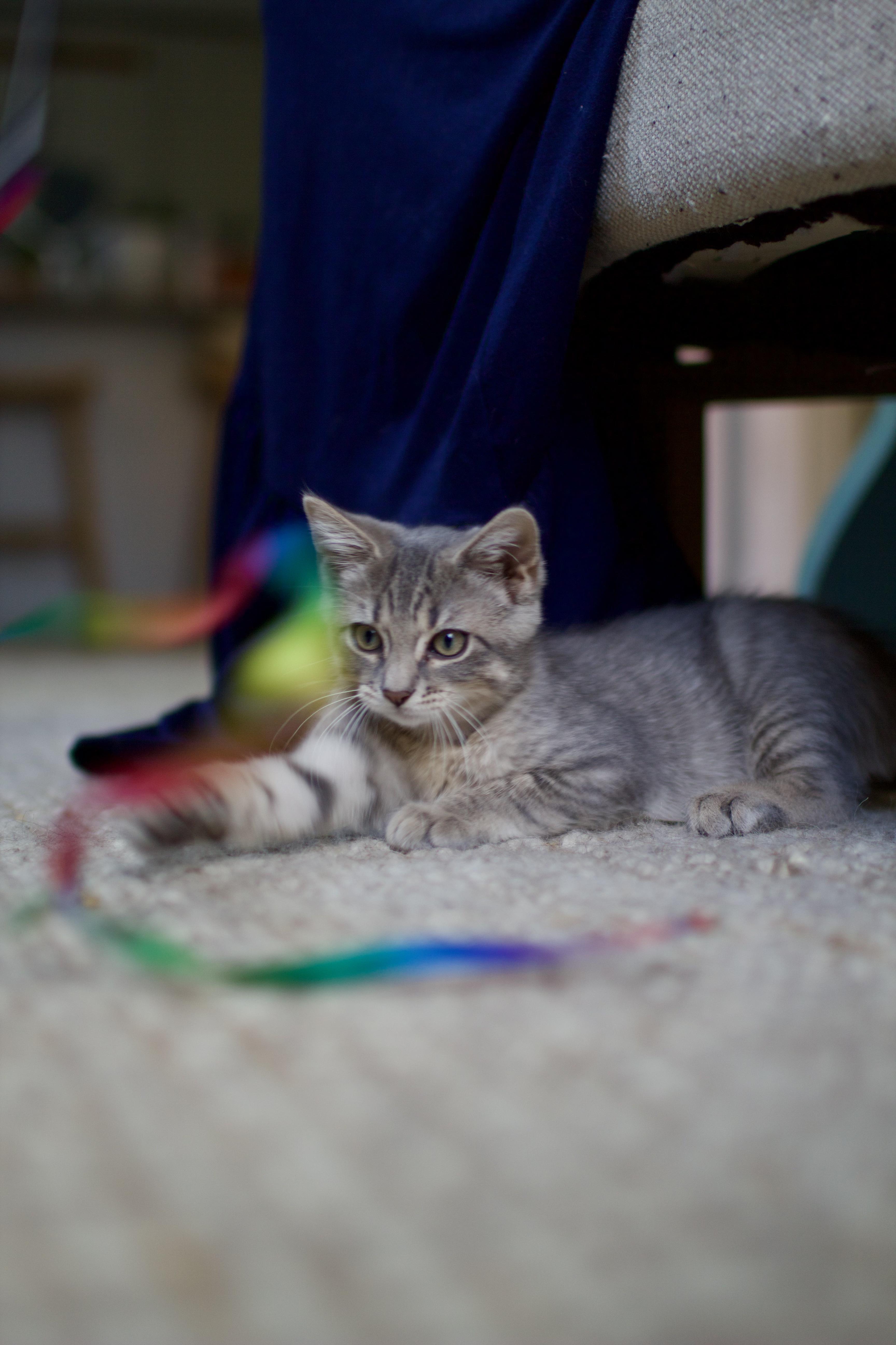 Pan, a Adopted Domestic Short Hair in Brooklyn, NY image 4/6