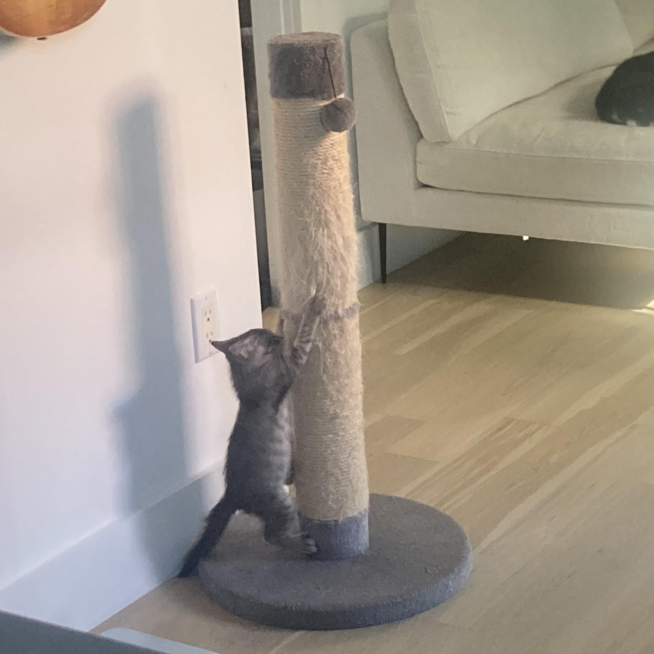 Pan, a Adopted Domestic Short Hair in Brooklyn, NY image 5/6