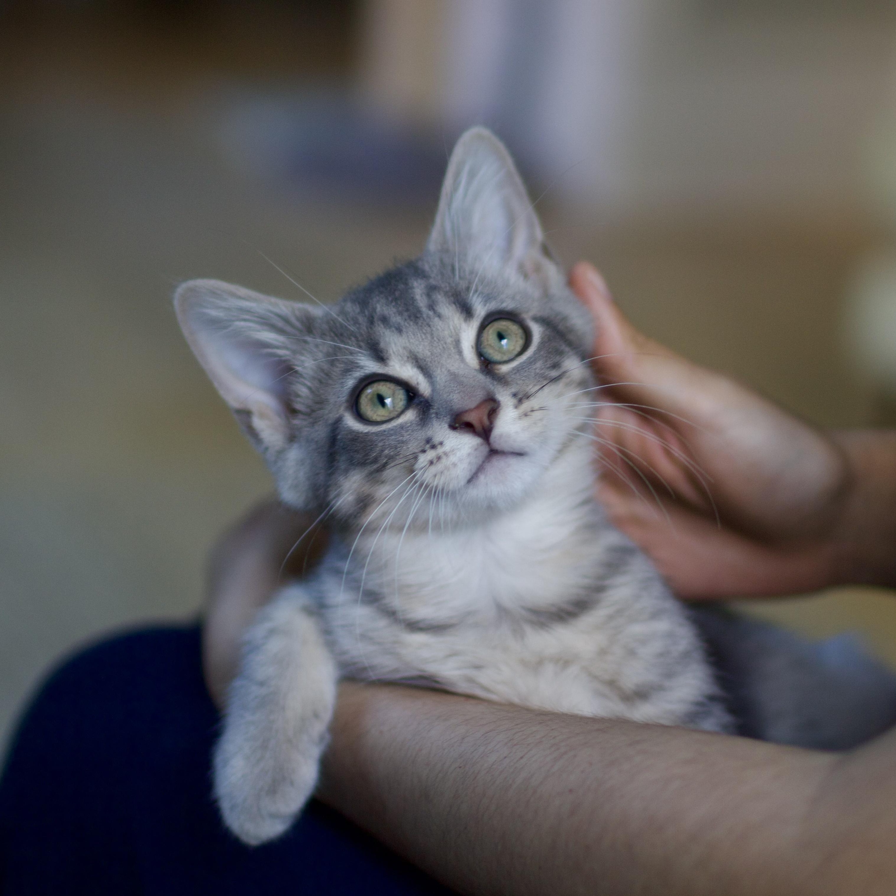 Pan, a Adopted Domestic Short Hair in Brooklyn, NY image 1/6