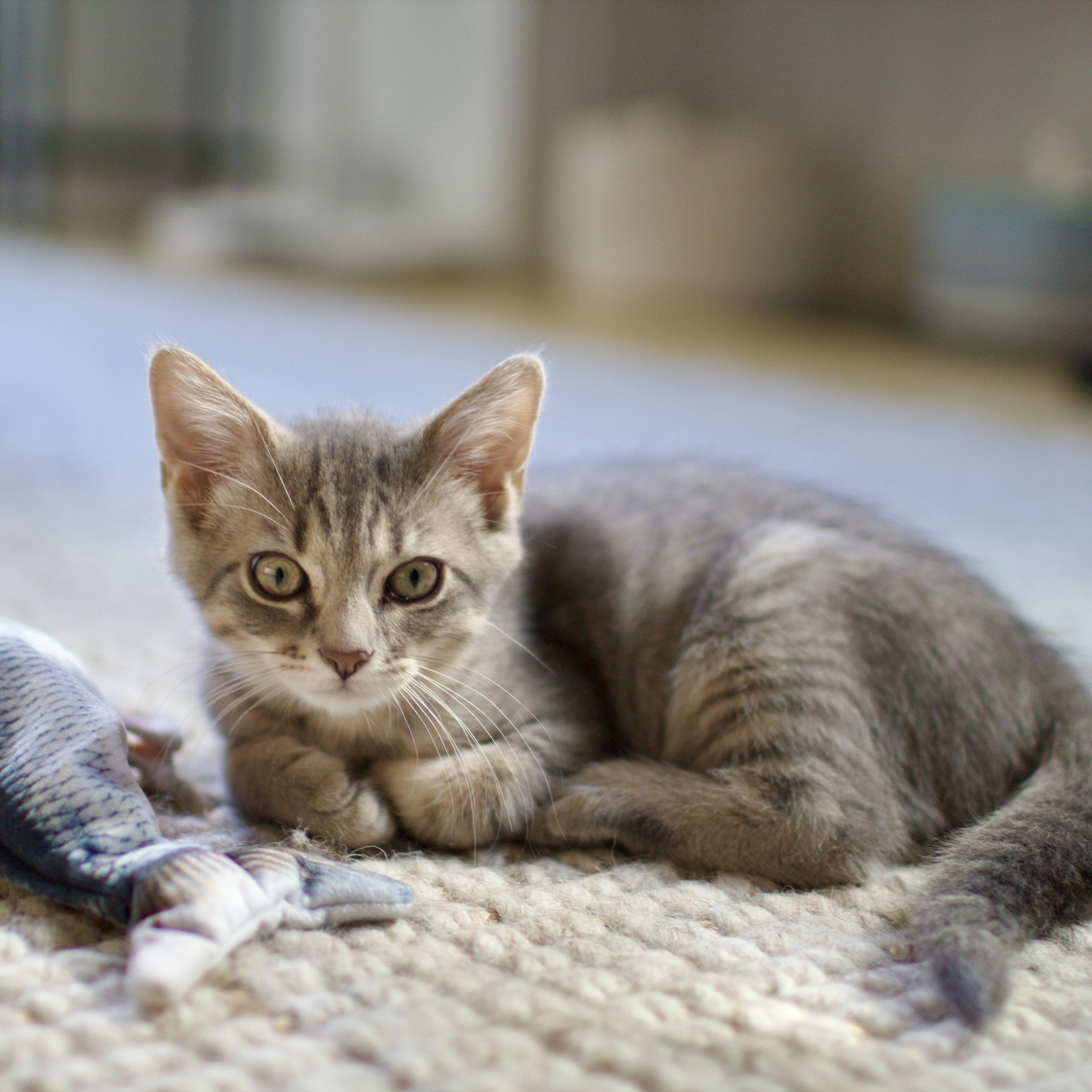 Pan, a Adopted Domestic Short Hair in Brooklyn, NY image 6/6