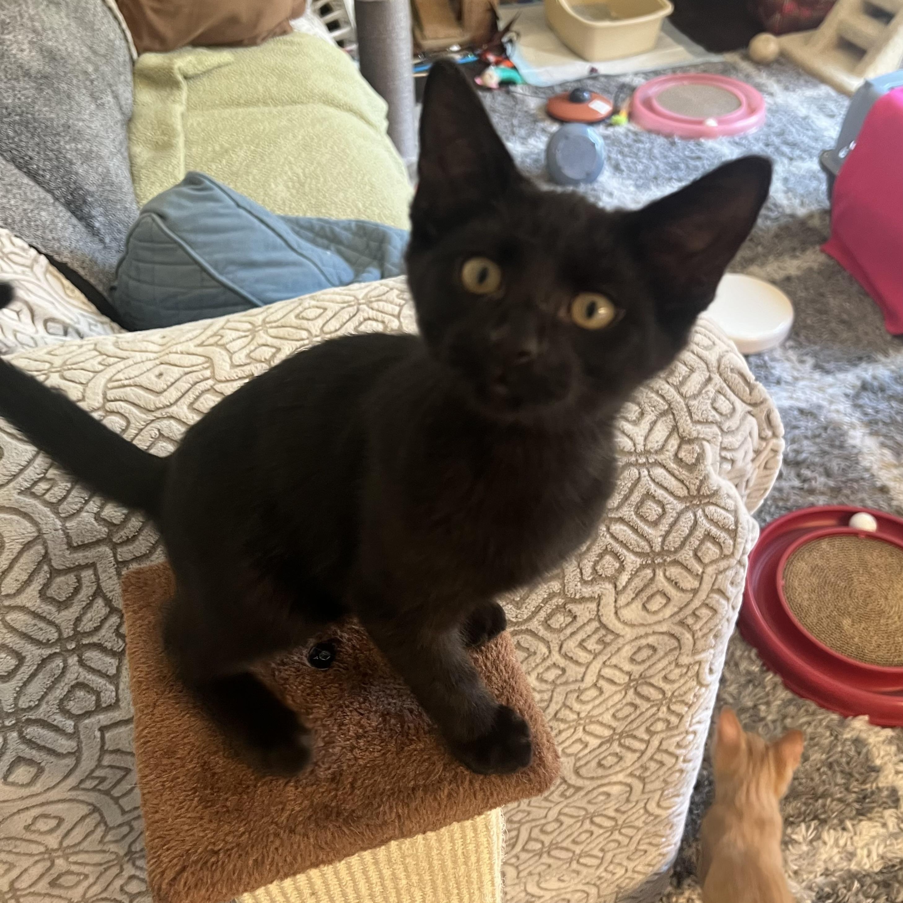 Mochi