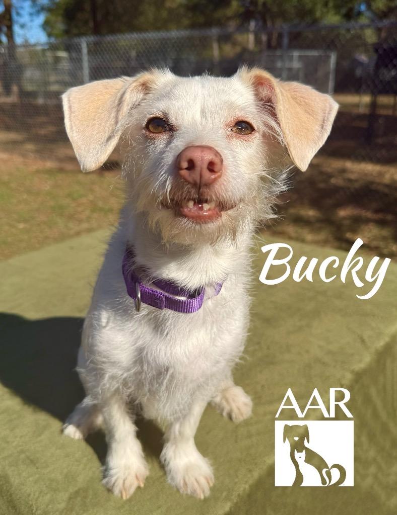 Bucky, Adoptable, Adult Male Terrier & Mixed Breed.