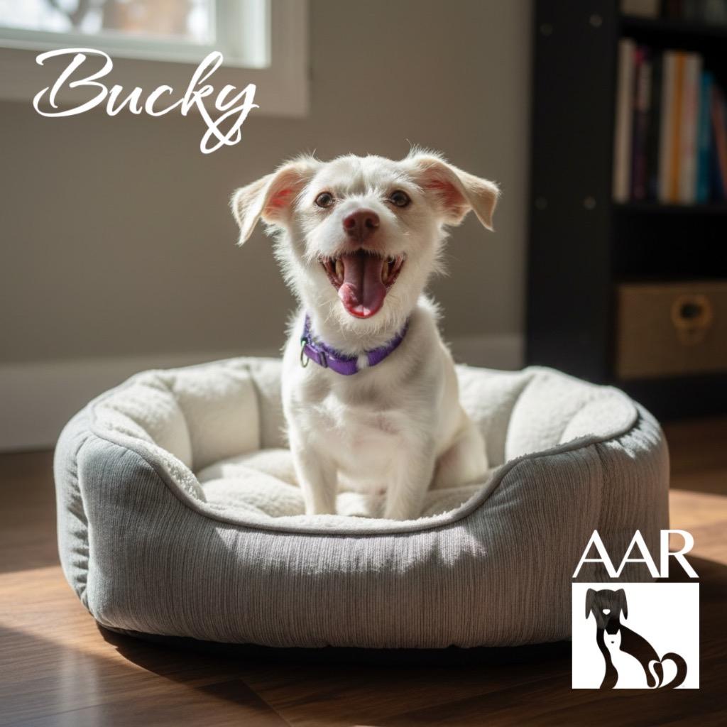 Enlarge Bucky, a Adoptable mixed breed in Magnolia, TX image 2/6