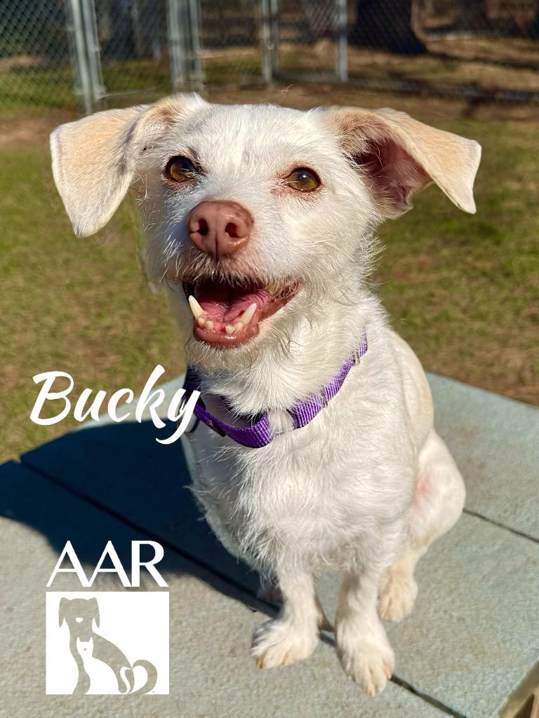 Enlarge Bucky, a Adoptable mixed breed in Magnolia, TX image 3/6