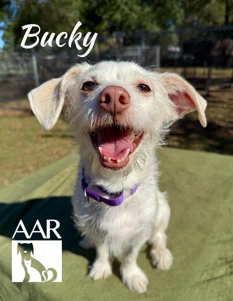 Enlarge Bucky, a Adoptable mixed breed in Magnolia, TX image 4/6
