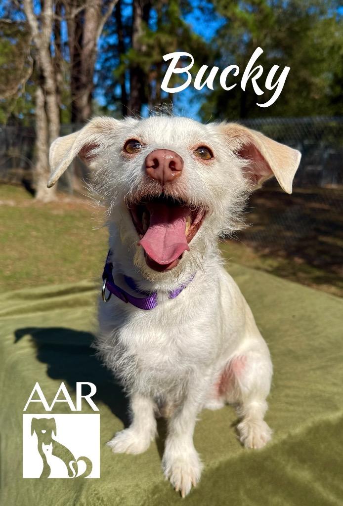 Enlarge Bucky, a Adoptable mixed breed in Magnolia, TX image 5/6