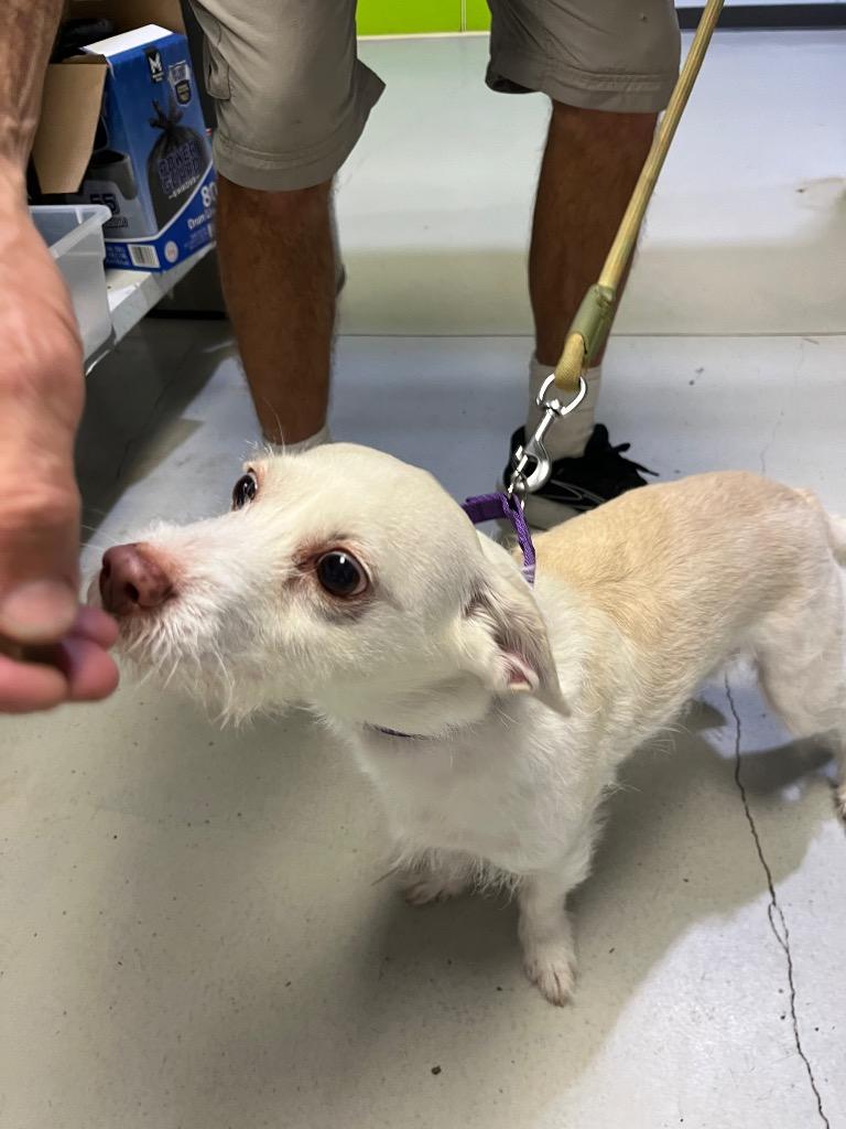 Enlarge Bucky, a Adoptable mixed breed in Magnolia, TX image 6/6