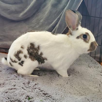 Bubbles, a Adoptable Bunny Rabbit in Wheaton, IL image 1/3