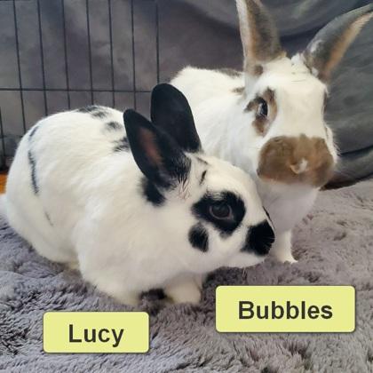 Bubbles, a Adoptable Bunny Rabbit in Wheaton, IL image 3/3