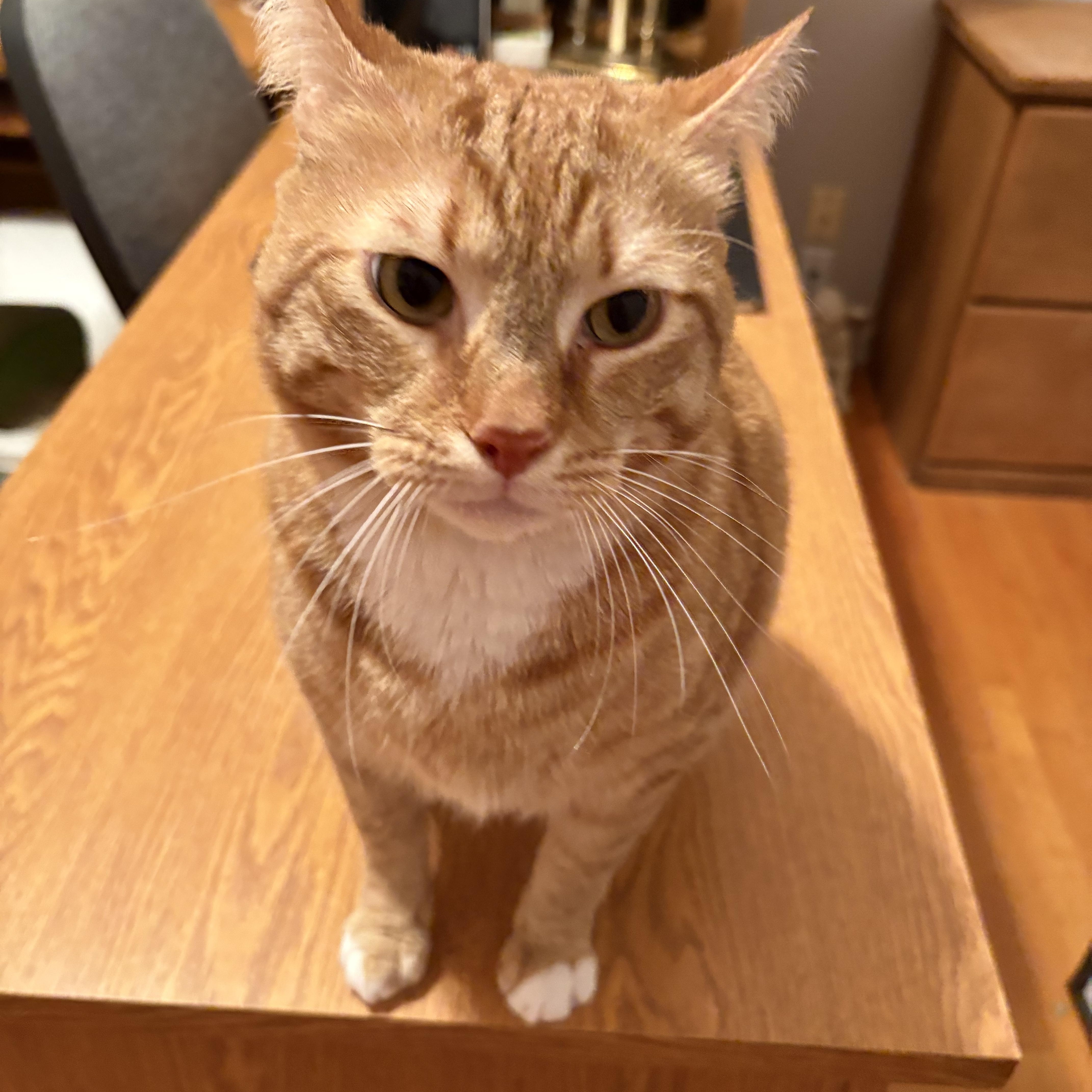 Simba, a Adoptable Domestic Short Hair in Beaufort, SC image 3/4