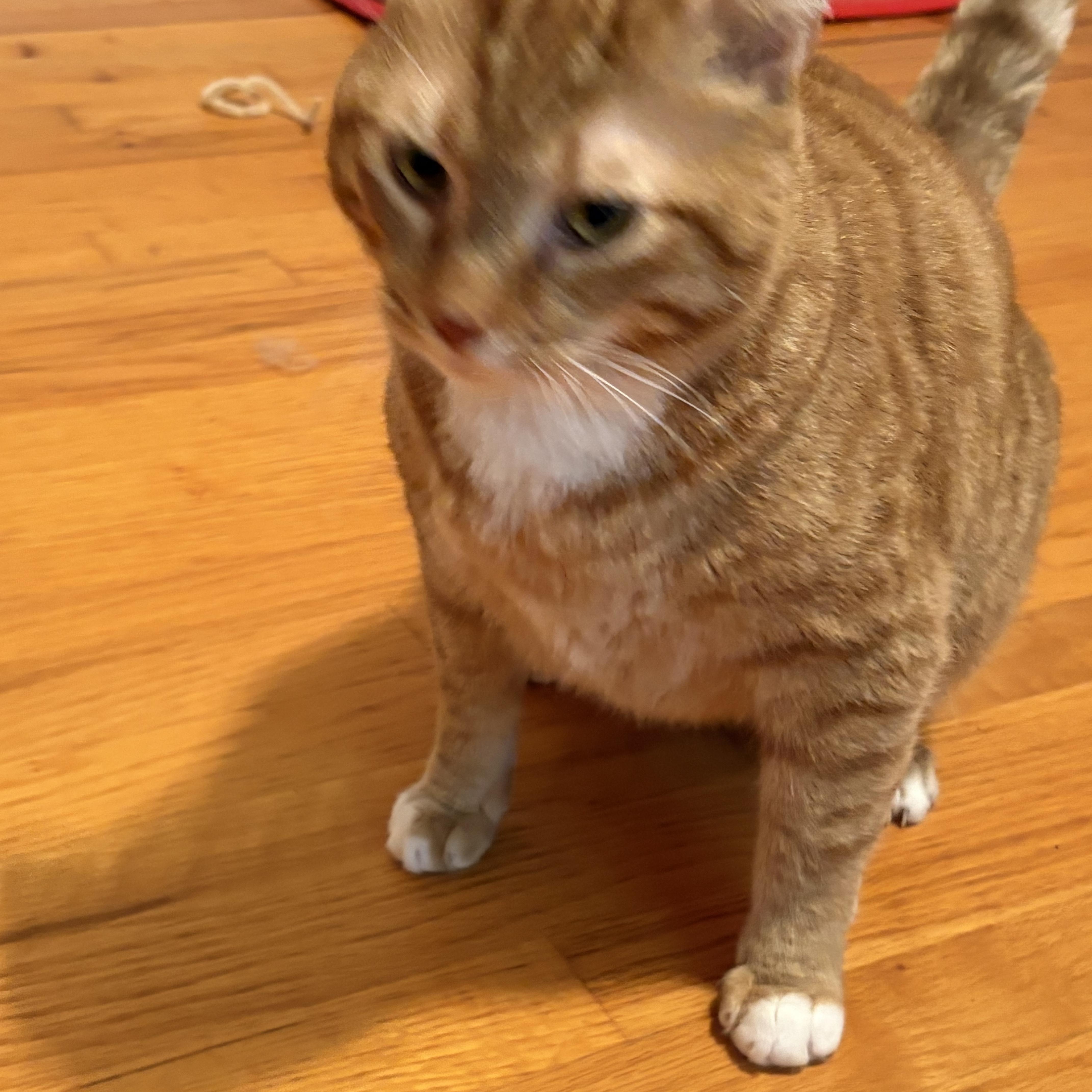 Simba, a Adoptable Domestic Short Hair in Beaufort, SC image 4/4
