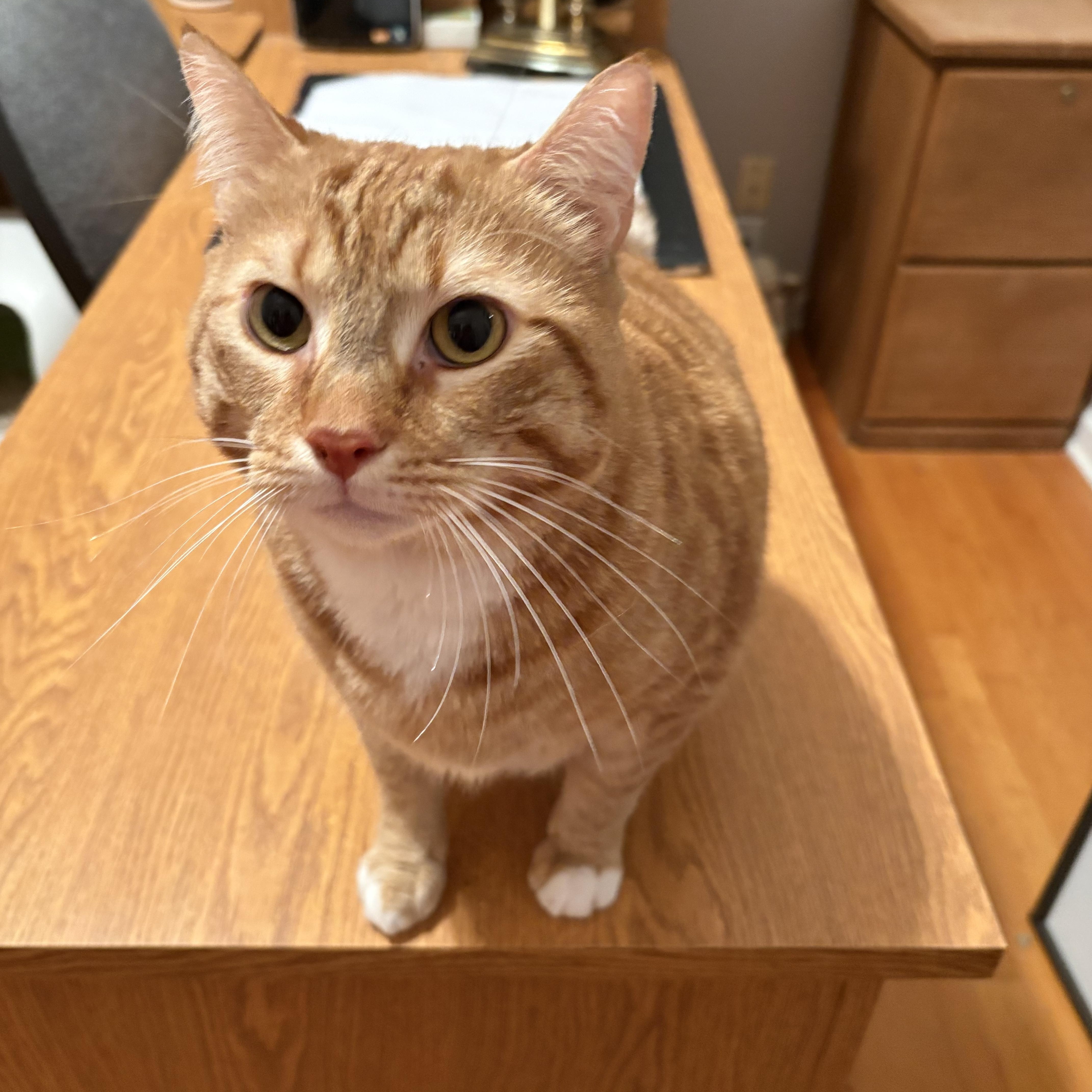 Simba, a Adoptable Domestic Short Hair in Beaufort, SC image 1/4