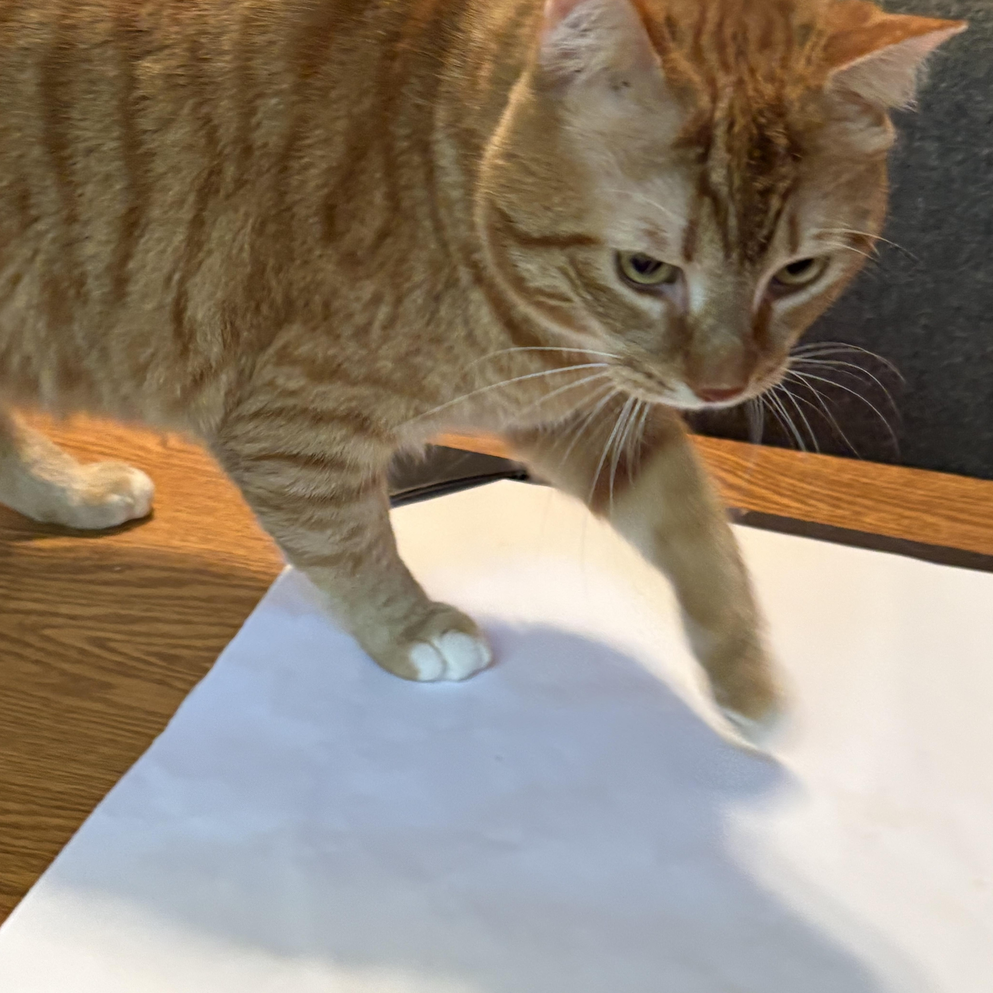 Simba, a Adoptable Domestic Short Hair in Beaufort, SC image 2/4
