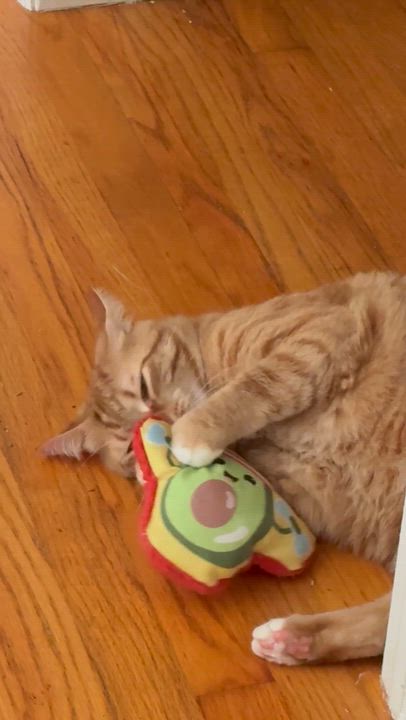 Enlarge Simba, an adoptable Domestic Short Hair in Beaufort, SC video 5/5