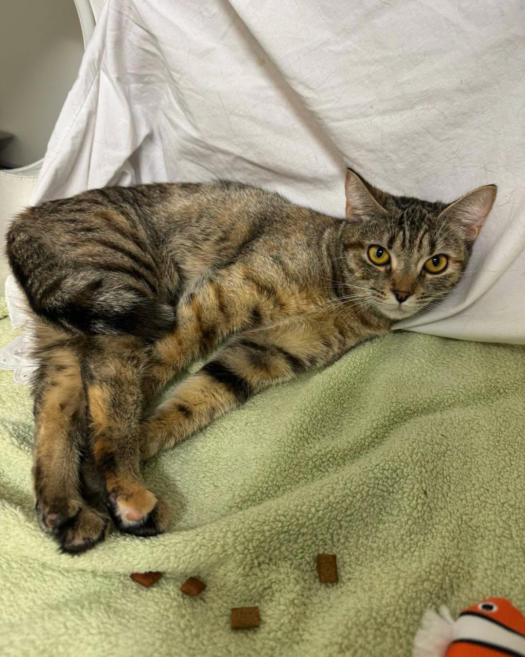 Enlarge Snickers, a Adopted Domestic Short Hair in Bloomfield, NJ image 1/1