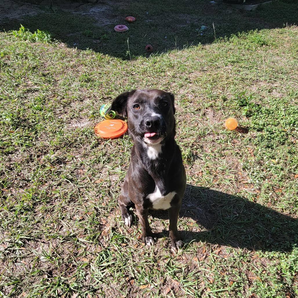 Ember, Adoptable, Adult Female Labrador Retriever.