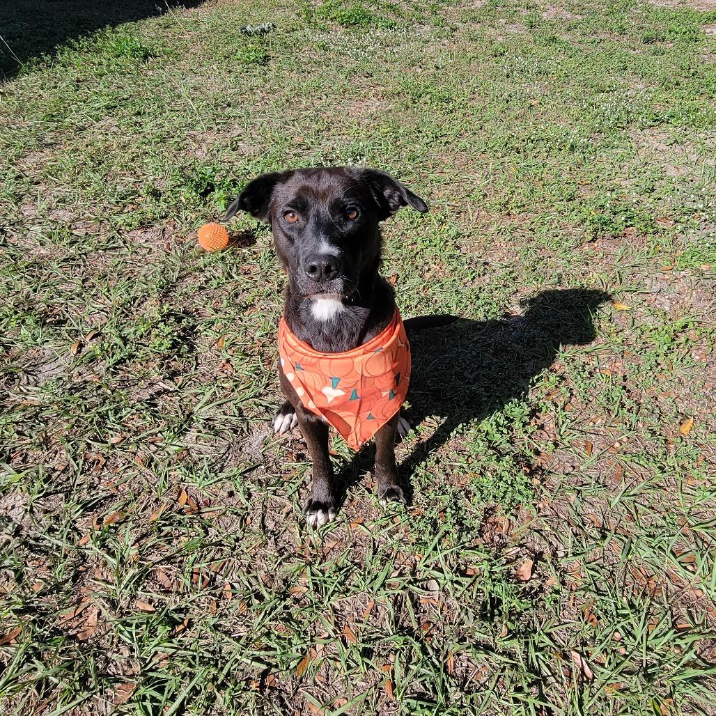 Enlarge Ember, a Adoptable Labrador Retriever in Lake Panasoffkee, FL image 2/6