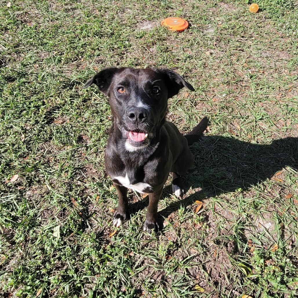 Enlarge Ember, a Adoptable Labrador Retriever in Lake Panasoffkee, FL image 3/6