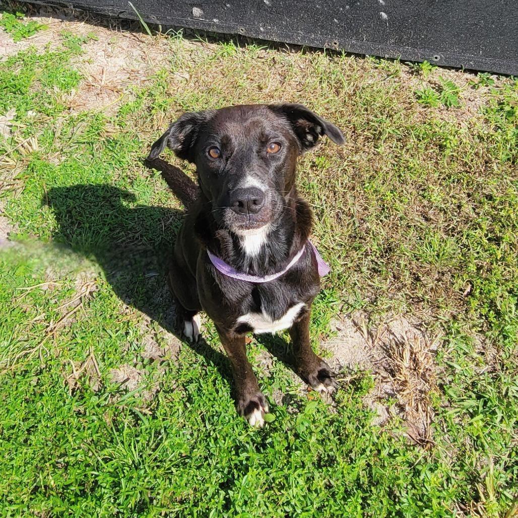 Enlarge Ember, a Adoptable Labrador Retriever in Lake Panasoffkee, FL image 4/6