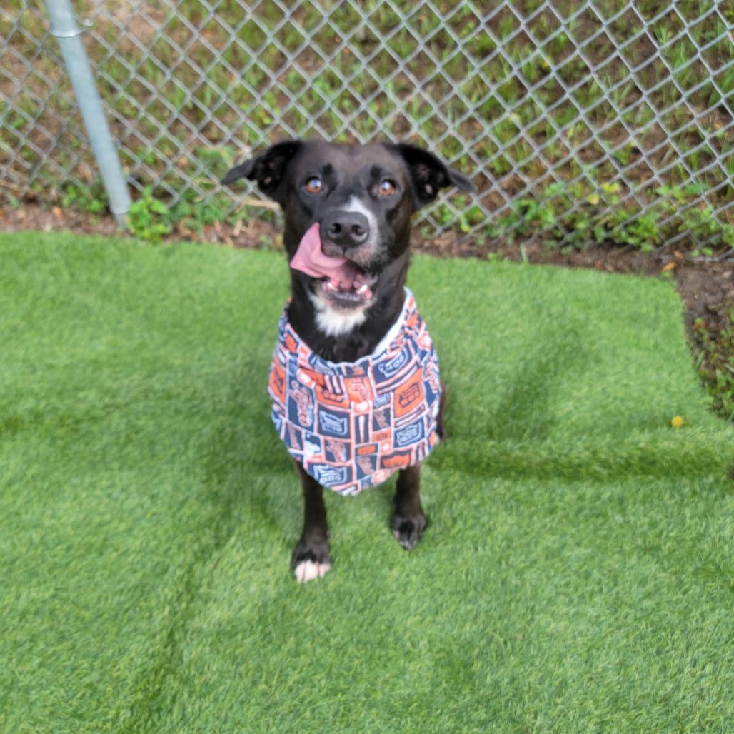 Enlarge Ember, a Adoptable Labrador Retriever in Lake Panasoffkee, FL image 5/6