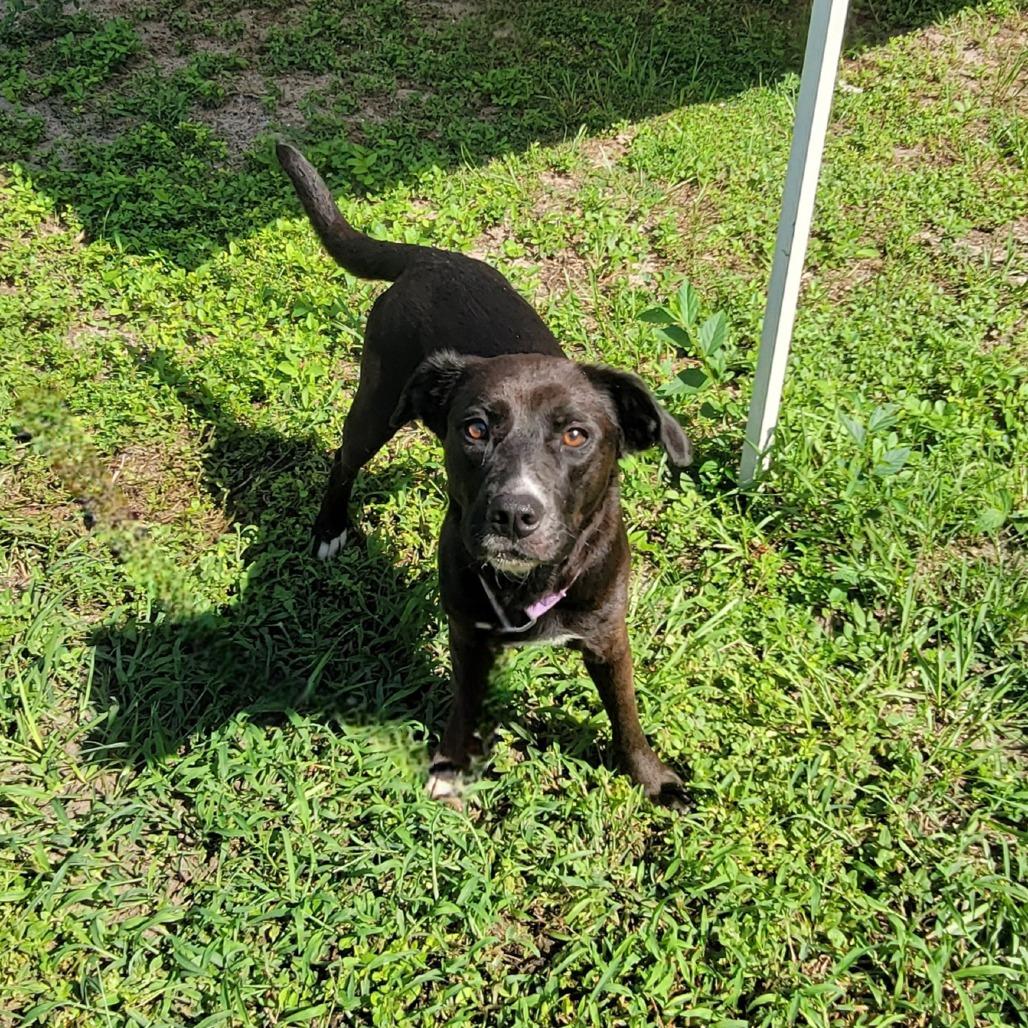 Enlarge Ember, a Adoptable Labrador Retriever in Lake Panasoffkee, FL image 6/6