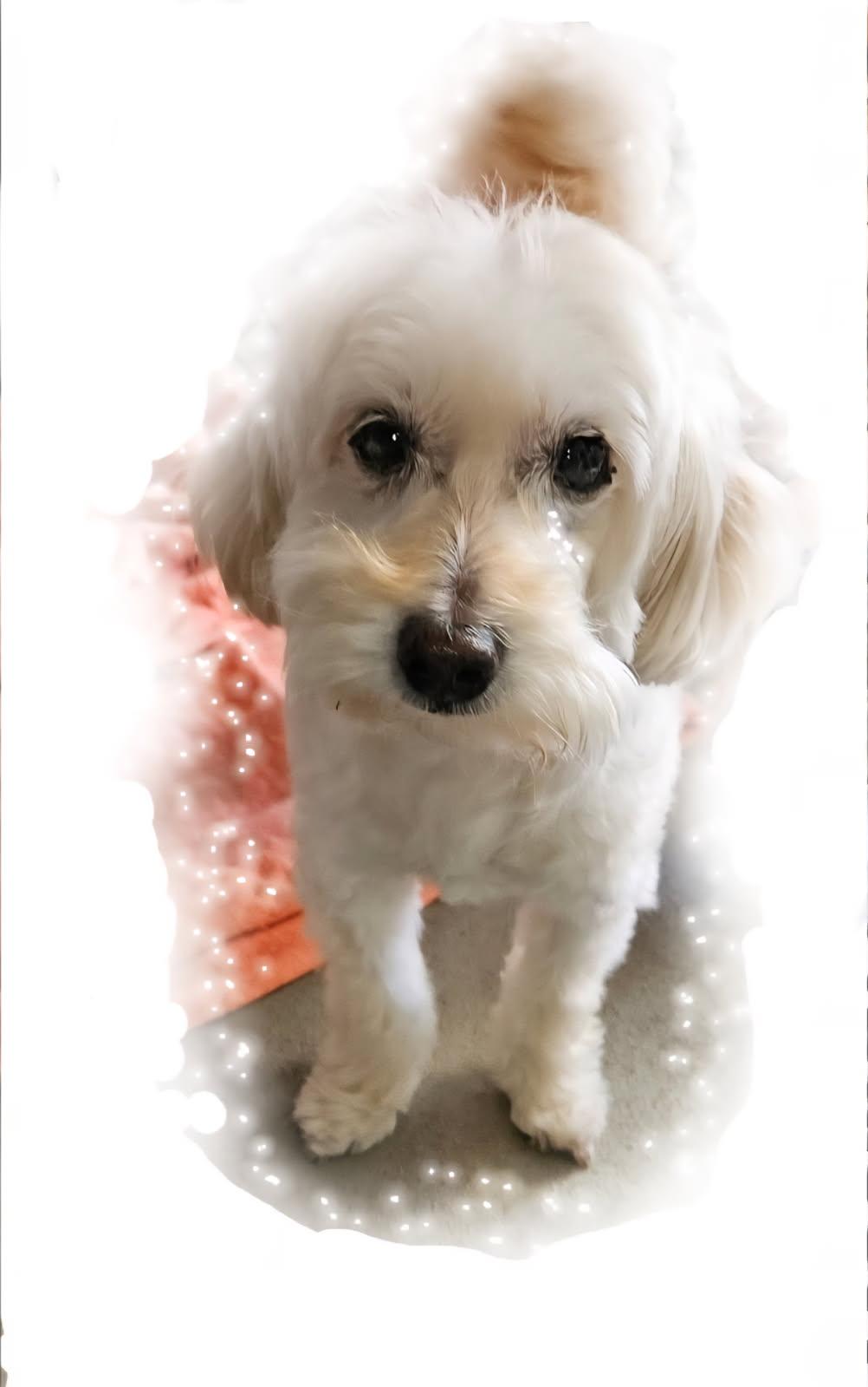 Enlarge Lucky Snow, a Adopted Maltipoo in Newport Beach, CA image 2/5