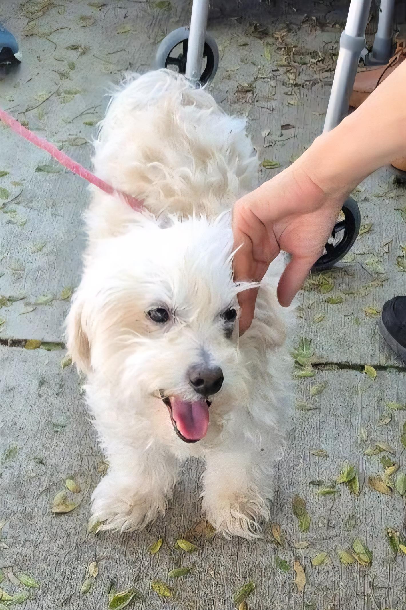 Enlarge Lucky Snow, a Adopted Maltipoo in Newport Beach, CA image 3/5