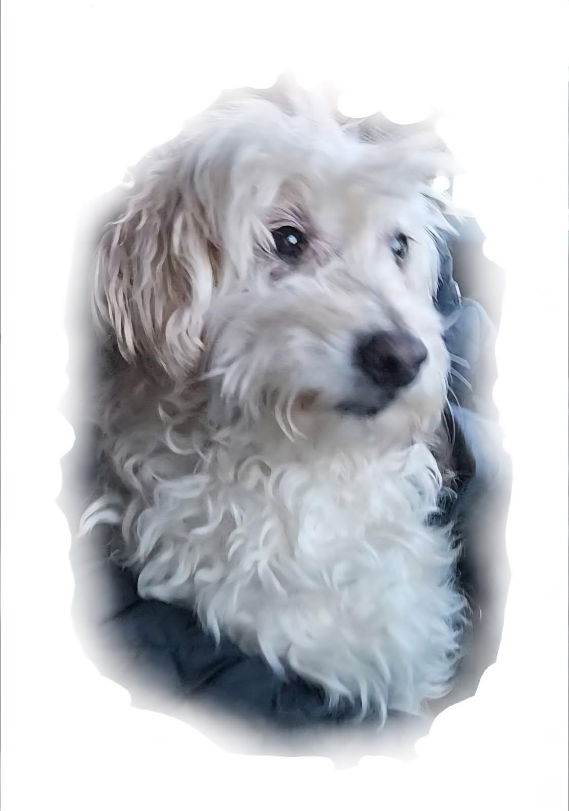 Enlarge Lucky Snow, a Adopted Maltipoo in Newport Beach, CA image 4/5